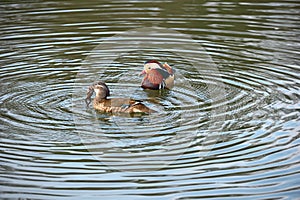 Pair of Mandarin ducks. Female has caught a frog