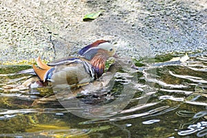Mandarin Ducks Mating