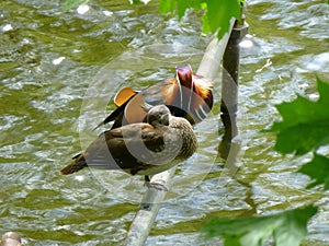 Pair of mandarin ducks sitting on the metal tube above the surface of water