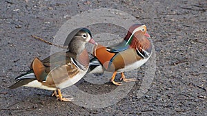 A pair of Mandarin Ducks in Stockport, Northern England