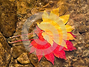 Pair of maple leaves in forest stream