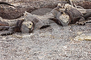 Pair of marine iguanas looking at the same void.