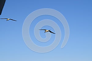 Pair of masked booby birds