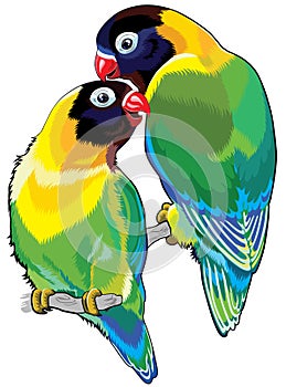 Pair of masked lovebirds