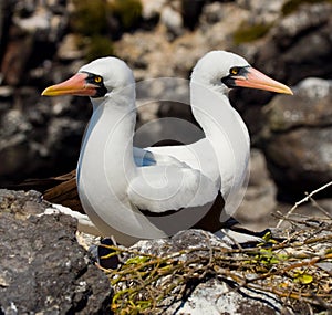 Pair of Masked White boobies sitting on the rocks. The Galapagos Islands. Birds. Ecuador.