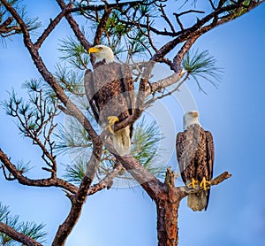 Pair of mated American Bald Eagles
