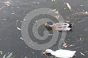 A pair of mated ducks foraging near recyclable garbage-Brown and white ducks in a pond-Crested duck drink water from a puddle