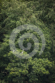 Pair of mated Grey Heron Ardea Cinerea nesting in green tree in Summer