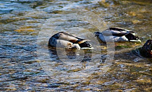 A Pair of Mated Mallard Duck