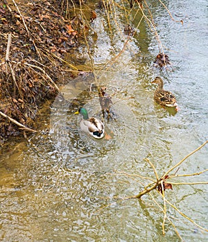 A Pair of Mated Mallard Ducks