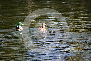 A Pair of Mated Mallard Ducks