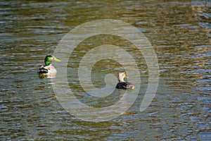 A Pair of Mated Mallard Ducks