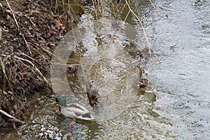 A Pair of Mated Mallard Ducks