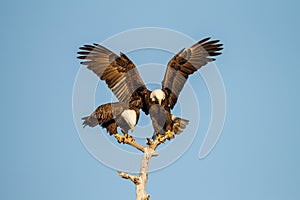 Pair of mating American Bald Eagles