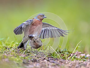 Pair Mating Common Chaffinch on lawn