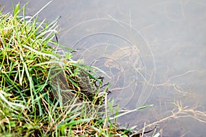 A pair of mating Common Toads Bufo bufo in a pond.