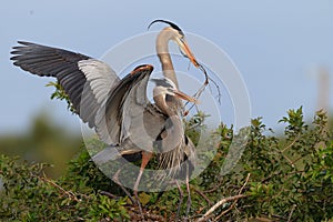 Pair of mating great blue herons with wings flying