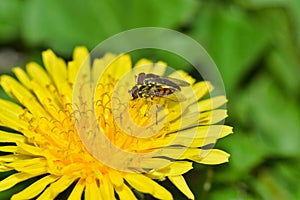A pair of mating Hoverflies in Springtime on a Dandelion flower. photo