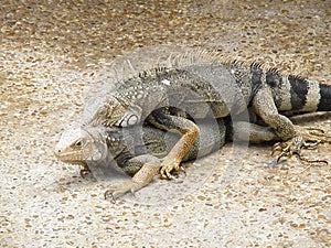Pair of Mating Iguanas on a Walk Way in Aruba