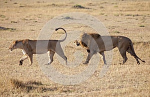 A pair of mating lions
