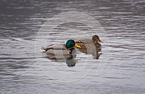 A pair of Mallard ducks swimming in the river