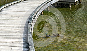 A Pair of Mating Mallard Ducks Swimming