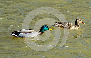 A Pair of Mating Mallard Ducks Swimming Together by a Flooding Roanoke River