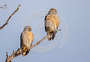 Pair of mating red shouldered hawk at Dawn in Myakka State Park