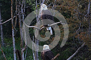 Pair of mature Bald Eagles