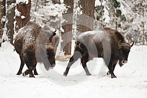 Pair of mature European bisons in winter in Orlovskoye Polesie N