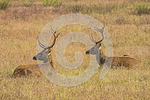 Pair of Mature Male Swamp Deer Resting