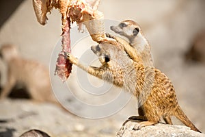 Pair of meerkat eating