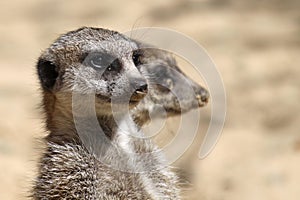 Pair of Meerkats 02