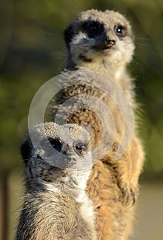 Pair of Meerkats