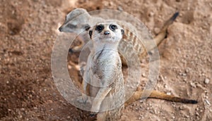 Pair of meerkats