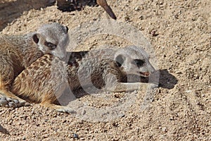 Pair of meerkats lying in the sand