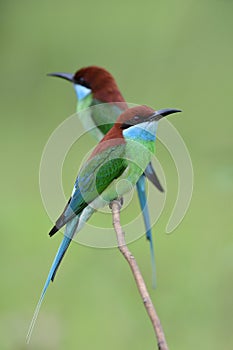 Pair of merops viridis or Blue-throated bee-eater together on branch waiting for flying bee around, beautiful wild animal