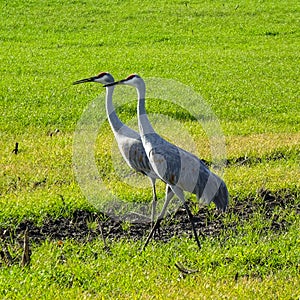 Pair Of Migrating Adult Sandhill Cranes In A Farm Field