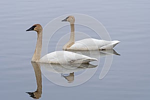 A Pair of Migrating Tundra Swans on the Mississippi Flyway