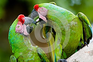 A pair of military macaws photo