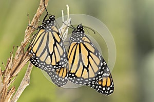 Pair of Monarch butterflies