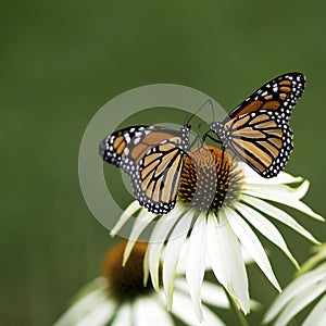 Pair Monarch Butterflies - Danaus plexippus