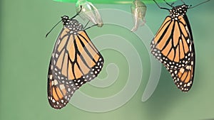 A pair of monarch butterflies drying their wings after emerging from their chrysalis