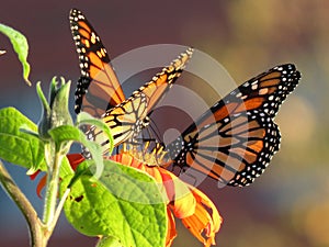 Pair of Monarch Butterflies in the Garden