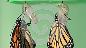 A pair of monarch butterflies hanging on their chrysalis to dry their wings just after emerging
