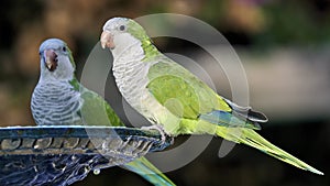 Pair of Monk Parakeets Perched on Iron Fountain Colored Background Cadiz Spain