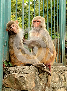 Pair of monkeys at Monkey Temple