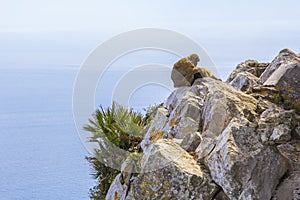 A pair of monkeys resting on the Rock of Gibraltar