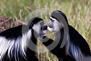 Pair of monkeys at zoo