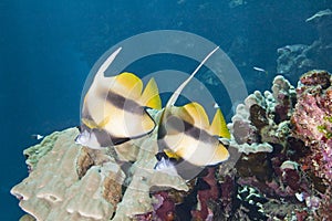 Pair of moorish idols on a reef